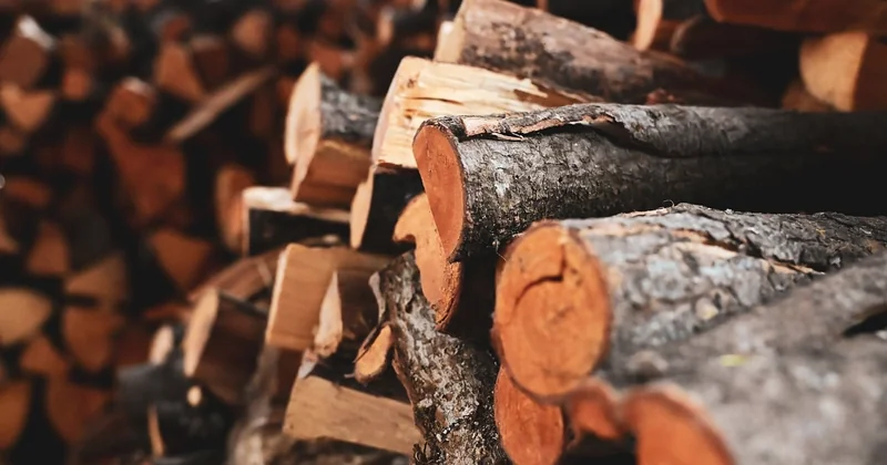 Pourquoi le bois n'est pas le puits de carbone qu'on imagine