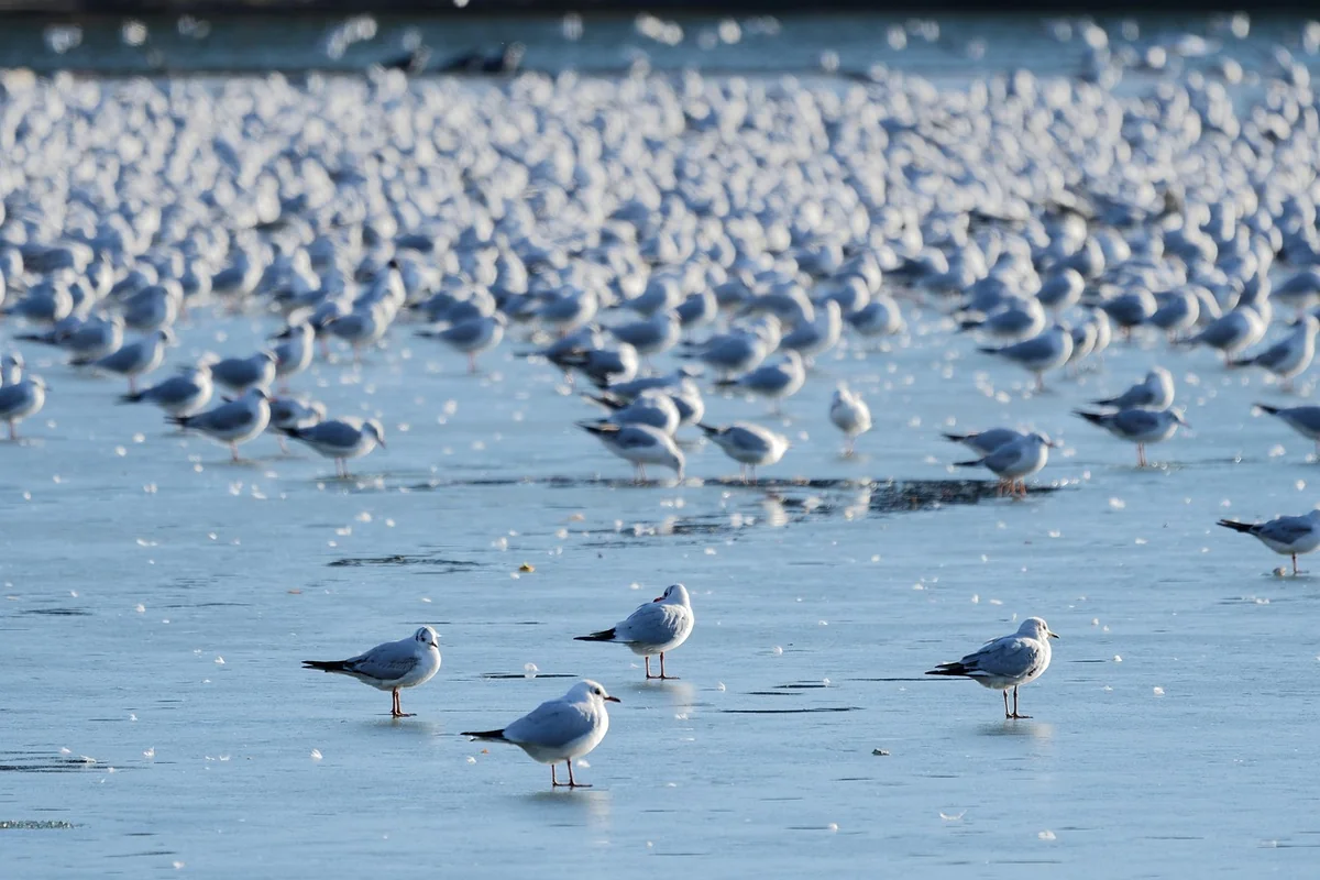 Les écosystèmes menacés : quand le sol et l’eau ne suivent plus