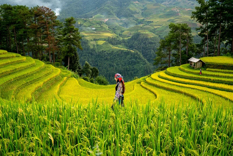 Stratégies d'adaptation pour une agriculture résiliente