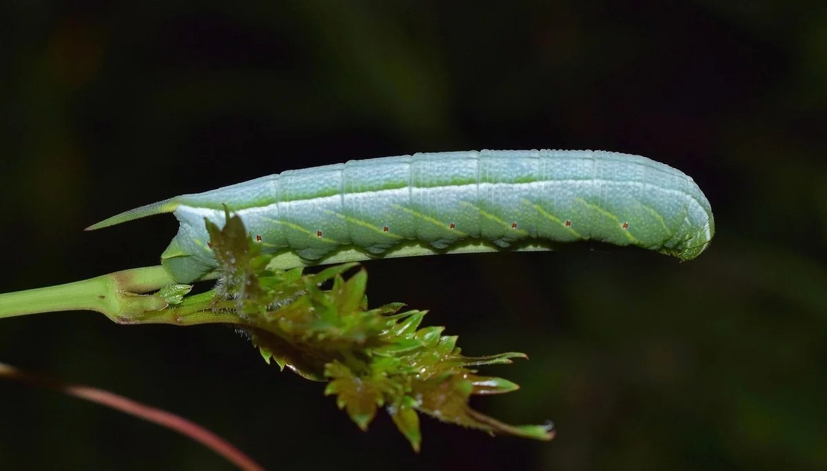 Effets sur la faune : le désynchronisation des cycles de vie